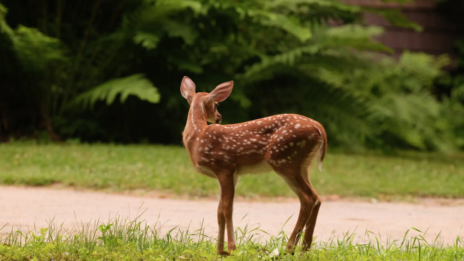 A fawn in front of a dark, grassy and treed background.